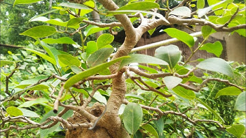 Trimming a Ficus virens Branch & ROOT