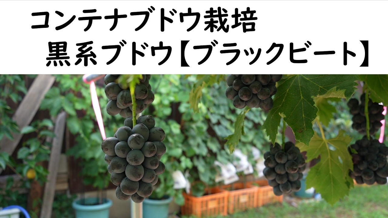 Container Grape Gardening: A Recommended Variety 【Black Beat