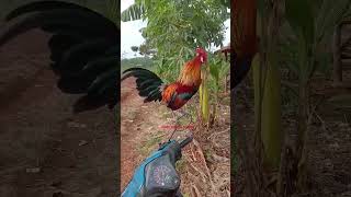 Kokok Pikat Ayam Hutan Merah Sumatra Di Motor