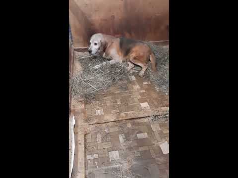 Инвалидик Малыш любит лежать на сене и кушать!, да, да, ведь это трава ...