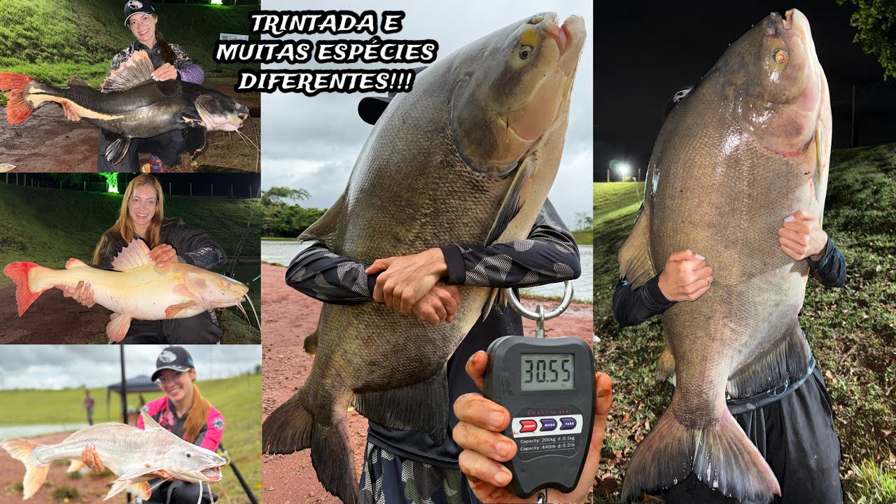 CONHEÇA O PESQUEIRO PRIMAVERA EM SÃO JOAQUIM DA BARRA, MUITO PEIXE GRANDE E VÁRIAS ESPÉCIES!!!