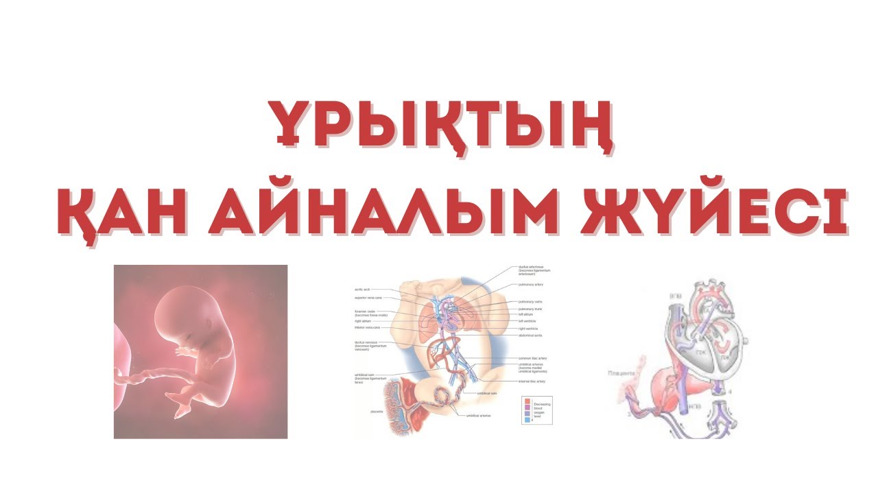 Аталық безі жоқ еркек секс видео