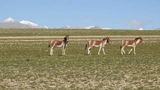 Herd of Kiang | Tibetan Wildass | Ladakh