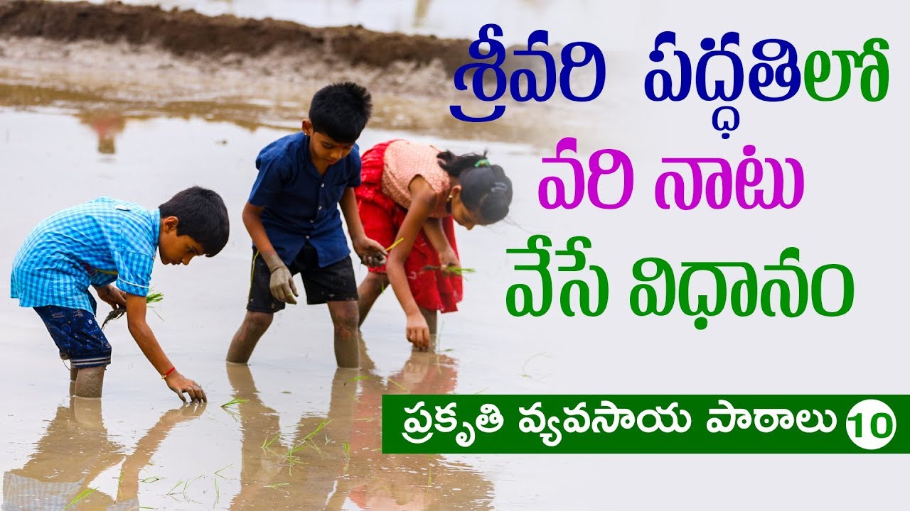 climate change projections ZBNF LESSONS II SRI method II More Rice from less Water
