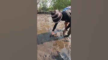 Catch Big Mud Crabs In The Mangrove Forest After The Sea Low Tide | BONG VATH |
