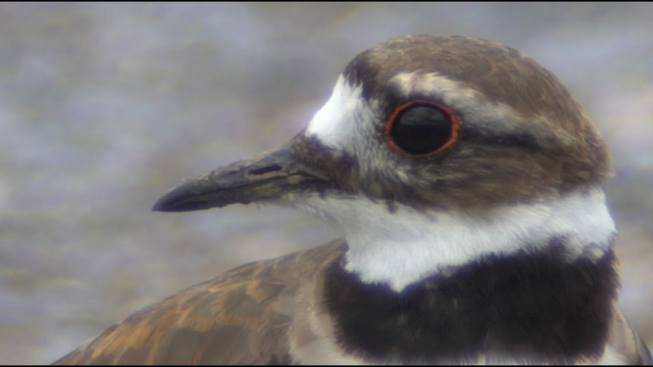 Killdeer Closeups And Mating, 6/27/2020 (HD) YouTube