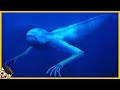 10 Misteriosos Monstruos Submarinos