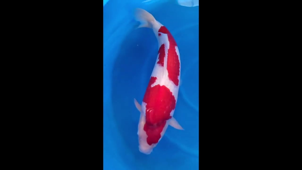 阪井養魚場産 紅白 2024年生 32cm 阪井養魚場産 紅白 親鯉=オリジナルラブ 3才 68cm - YouTube