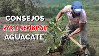 ¿Cómo hacer una MEJOR siembra de AGUACATE?