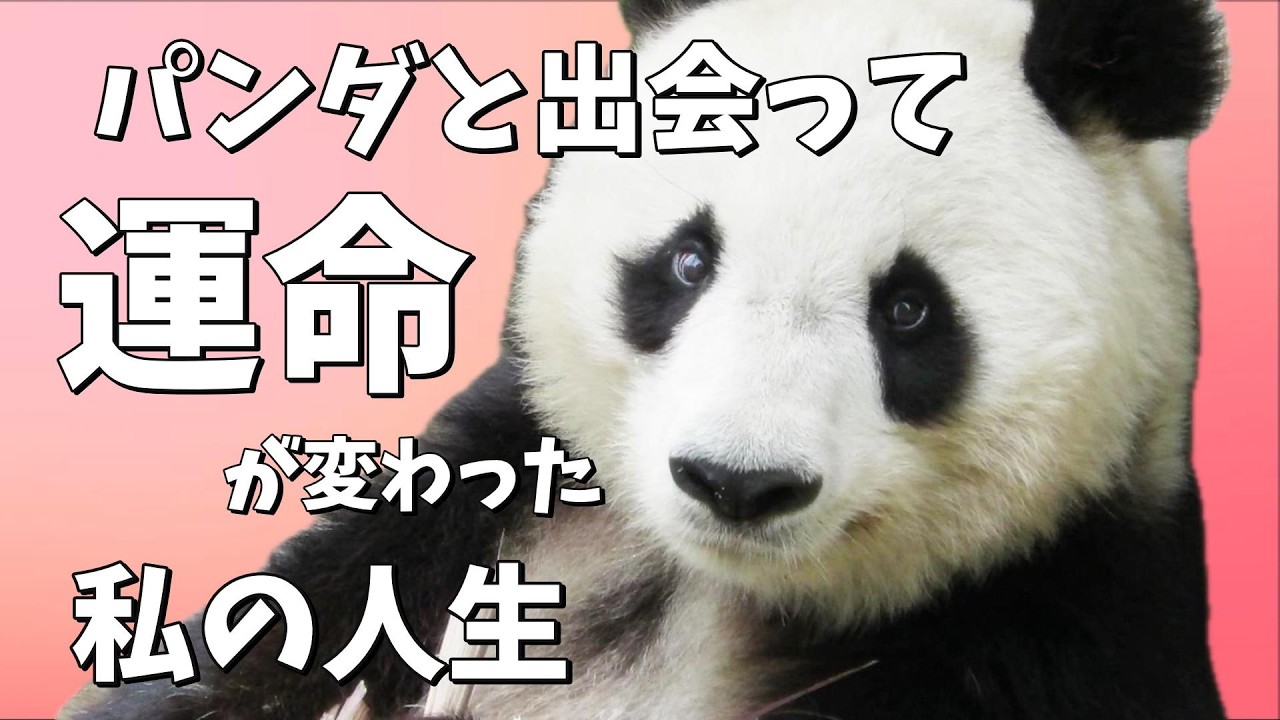 パンダと出会って運命が変わった私の人生。日本にパンダがいなくなった今、伝えたい感謝の思い。