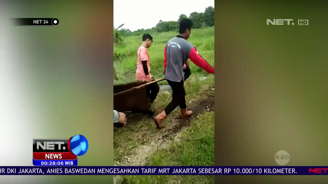 Harimau Sumatera Ditemukan Terjerat di Hutan NET24