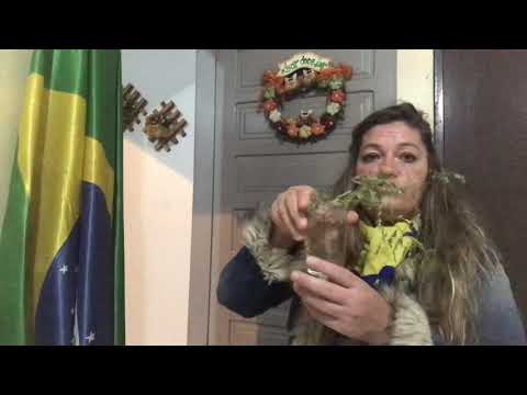 Vídeo: Sarcocistose Em Gatos - Infecção De Gato