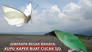 Download Lagu Seberapa Besar Bahaya Kupu Kaper Buat Cucak Ijo MP3