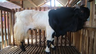 Lama Tidak Grebek Ke Kandang Mbah Topo, Sumar Kambing Pejantan Sekarang Posturnya Seperti Gajah