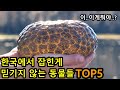 한국에서 잡혔다는게 믿기지 않는 동물 TOP5