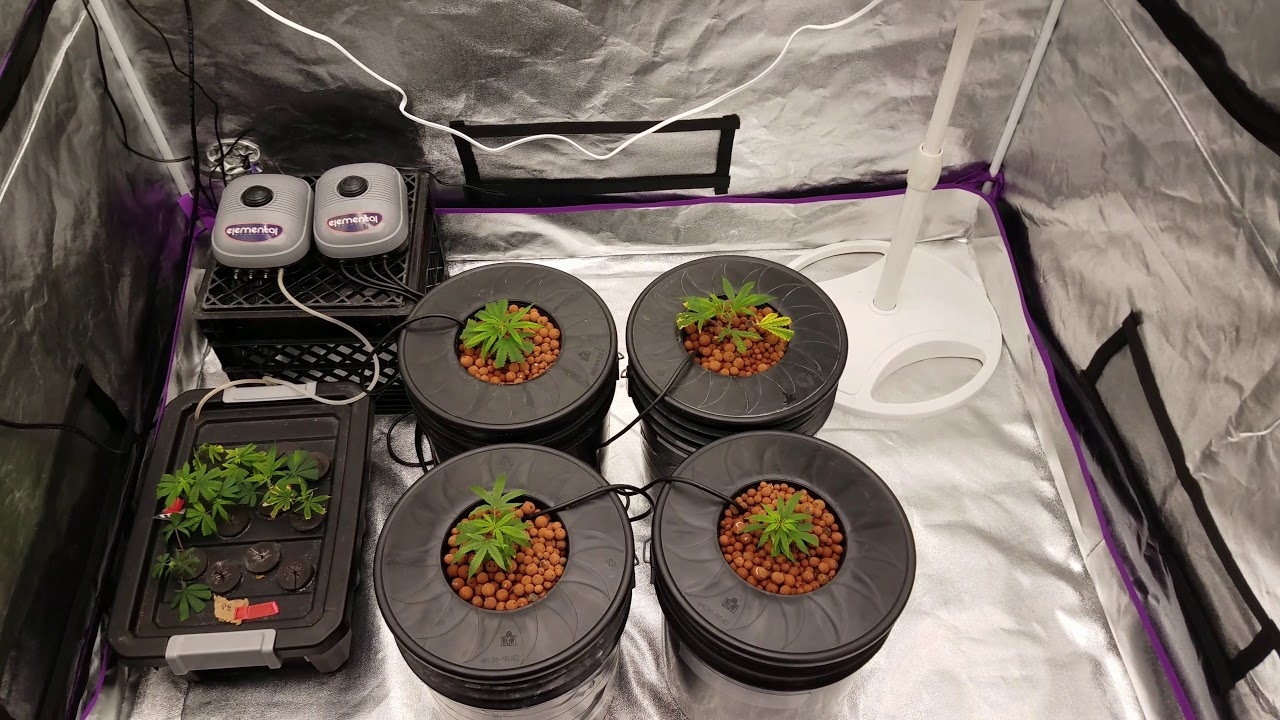 Pro Grow Tech EV700 week one