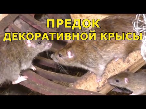 Предок декоративной крысы - Серая крыса