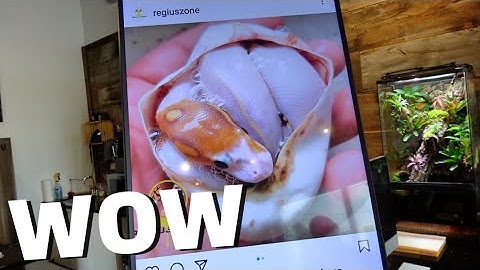 MC Pic Of The Week! Crazy Ball Python Combos!!