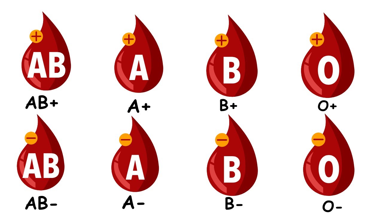 Every Blood Type Explained | AB, A, B, O | part I - YouTube