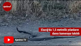 Elazığ'da 1,5 metrelik yılanların dansı kameraya takıldı