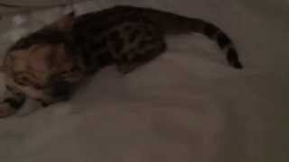 ORION the Bengal Kitten plays pillow Whack-a-Mole