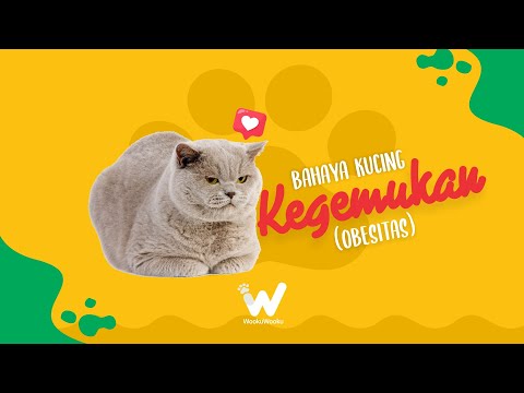 Video: Bagaimana Obesiti Menyebabkan Artritis Pada Kucing Kita