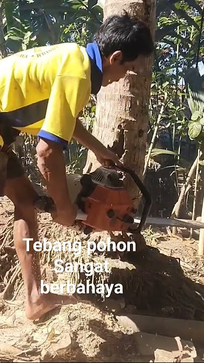 Tebang pohon sangat berbahaya di sebelah rumah ksliwungu mandiraja Banjarnegara#mesin#stihl#fypシ