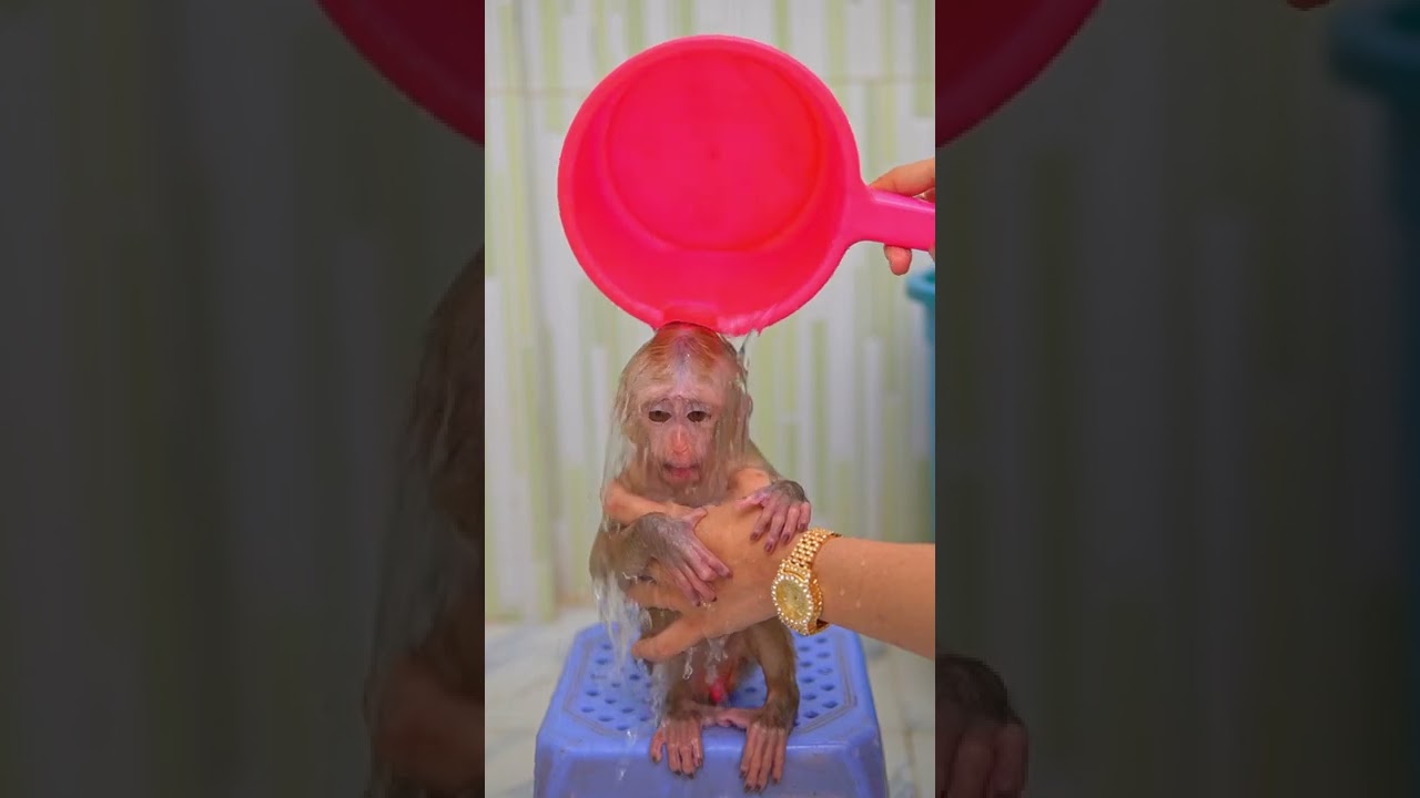 Bathed for my baby monkey d.d. and toro