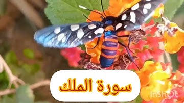 #سورة الملك#المنجية من عذاب القبر#بصوت_القارئ سامي عبد الرحمن الكردي جزاه الله خيرا
