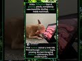 Why Dogs Lick Screens: The Science of Sensory Override 🐶#DogBehavior #ChihuahuaLife #AnimalInstincts