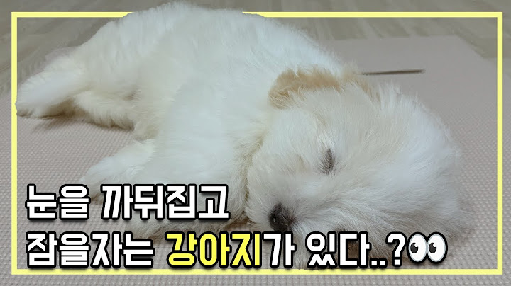 눈을 까뒤집고 잠을자는 강아지가 있다..? #꼬똥드툴레아 #강아지 #꼬똥 #2개월강아지