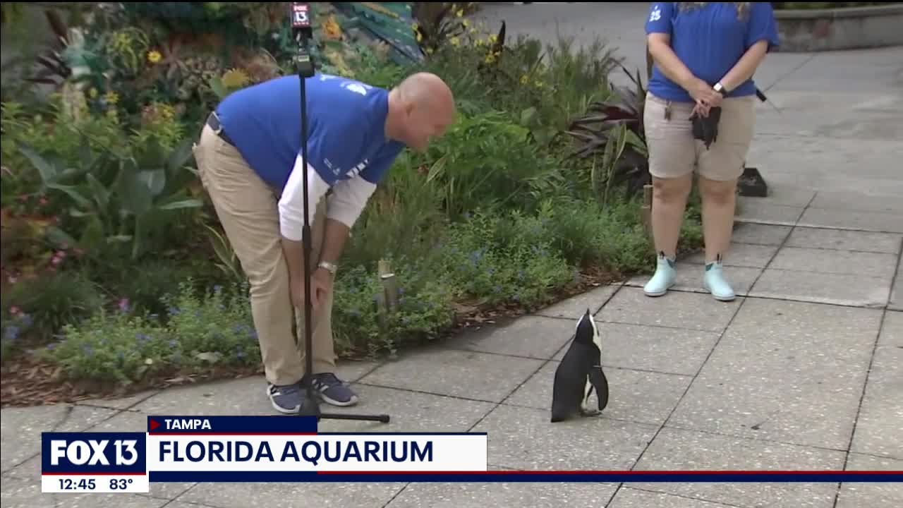 The Florida Aquarium is open; face masks required (for humans) YouTube