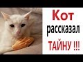 Лютые приколы. КАК КОТ ОТКРЫЛ ТАЙНУ!!! Самое смешное видео! Засмеялся проиграл! – Domi Show!