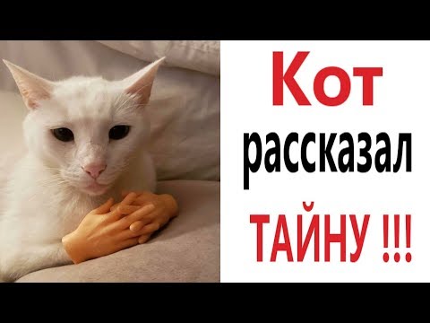 Лютые приколы. КАК КОТ ОТКРЫЛ ТАЙНУ!!! Самое смешное видео! Засмеялся проиграл! – Domi Show!