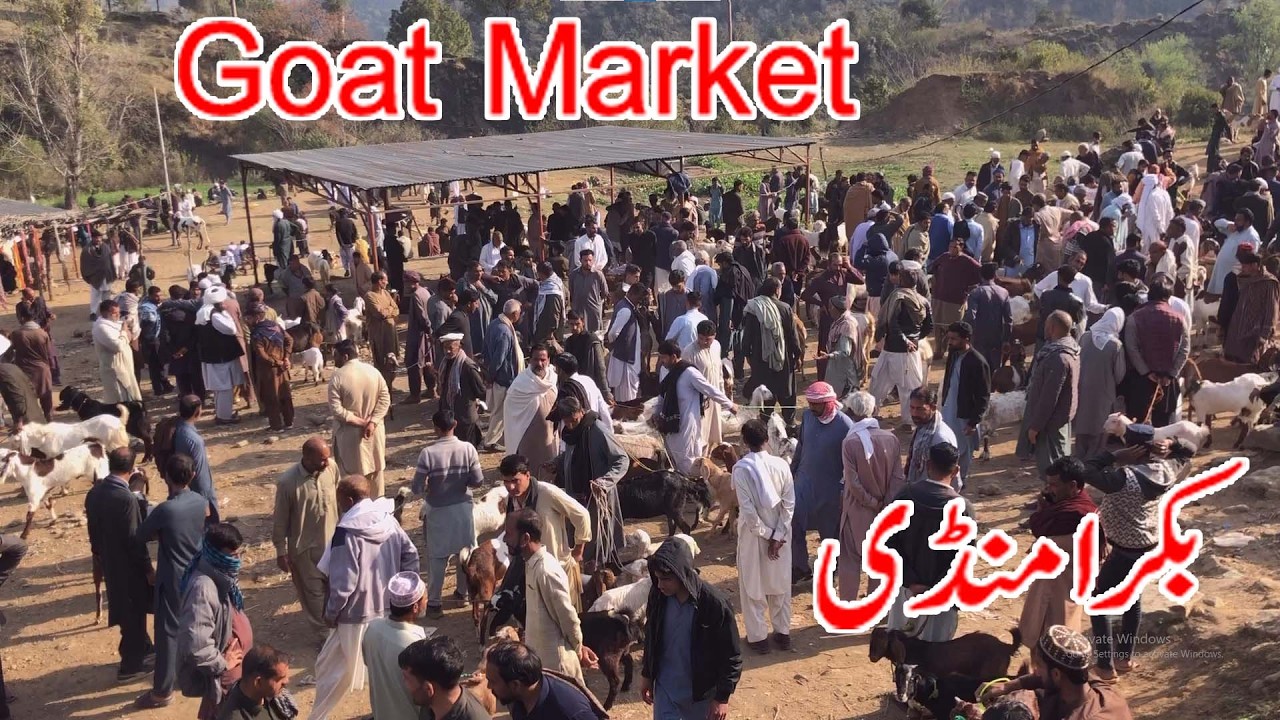 Goat market dongi mandi kotli mirpur pakistan beetal rajnpuri goats bakray dumbay kajlay bakra mandi