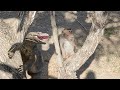 Amazing  super fastkomodo dragon catch monkey on the tree