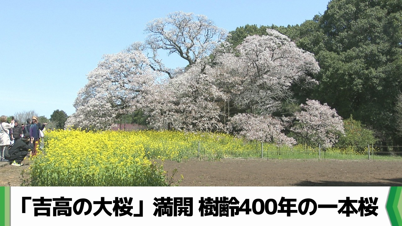 Spring scenery you'll want to see now: The 400-year-old single