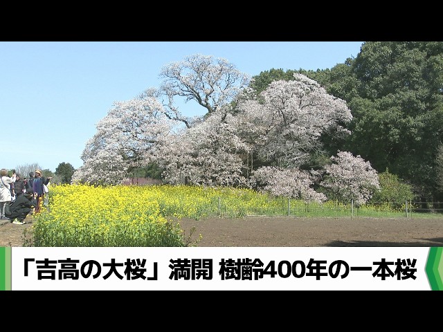 Spring scenery you'll want to see now: The 400-year-old single