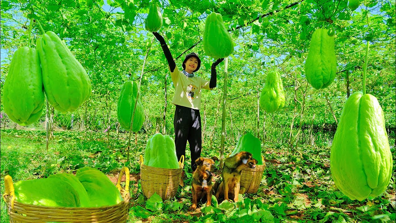 Harvesting the Fruitful Chayote Garden Goes To Market Sell - Farm, Cooking, Daily Life | Tieu Lien