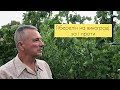 Гіберелін на винограді: за і проти / Pros and Cons of Using Gibberellin on Grapes