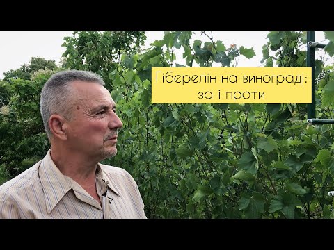 Video: Hur använder bönder gibberelliner?