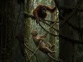 Leopardo vs Orangotango: Confronto Inesperado na Selva