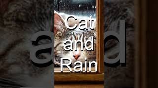 CAT AND RAIN#shorts #RAIN#RELAXATION#CHILL#SOUND#PEACEFUL#CAT#SWEET#MEDITATION#SLEEP