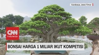 Ini Wujud Bonsai Seharga 1 Miliar yang Ikut Festival di Surabaya