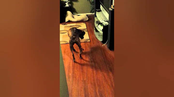 Moose the boxer tap dancing