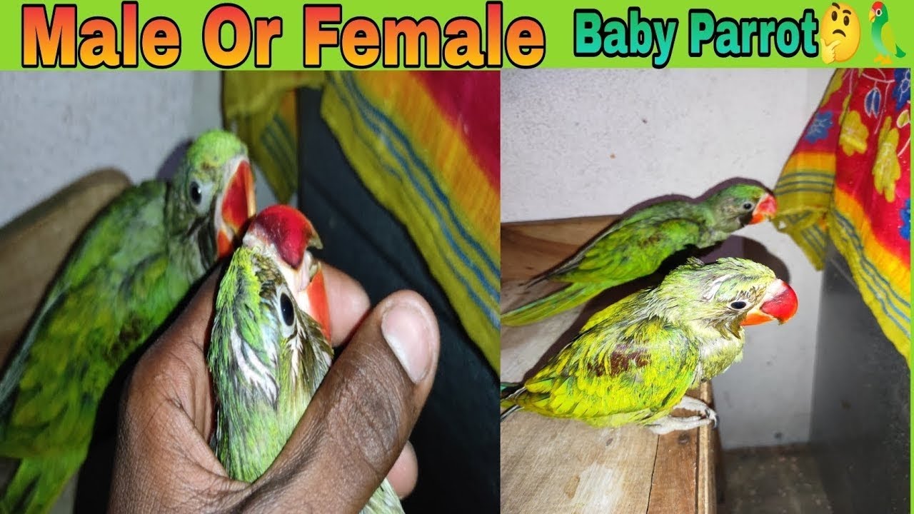 baby parrot ko kaise pata lagaen kaun sa male parrot the aur kaun sa