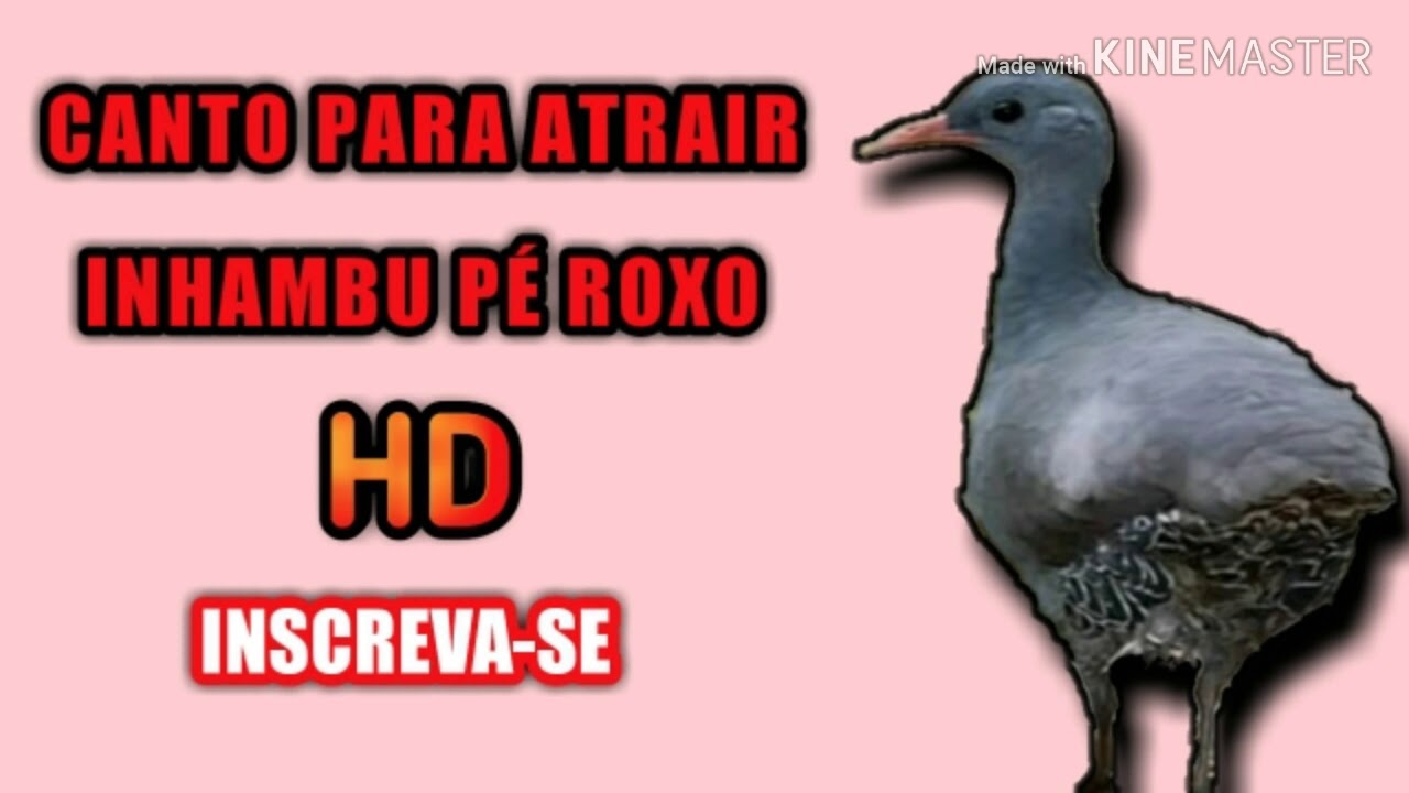Canto Para Atrair Lambu Pe Roxo O Canto Da Inhambu Pe Roxo Youtube