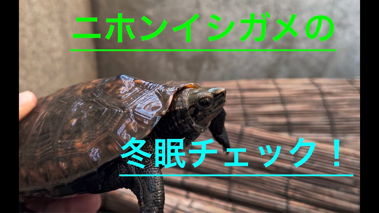 ニホンイシガメの冬眠チェック！