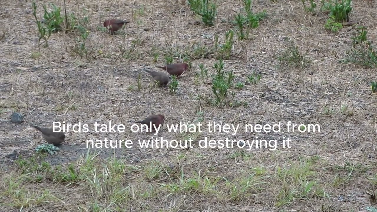 Emulating Birds
