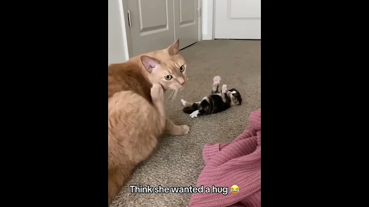 Video 11768271: cats funnycats catlover, cats catlover funny, mother cat, mom cat, cat first